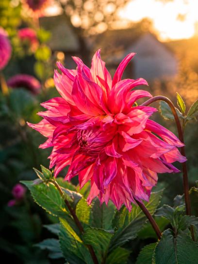 Dahlia "Penhill Dark Monarch"