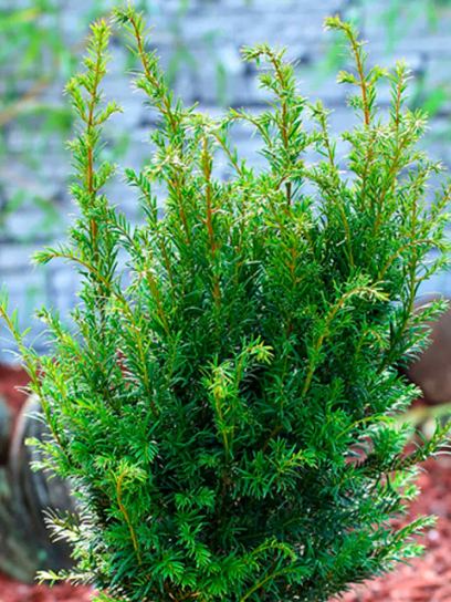 Yew "Groenland" container (C3)