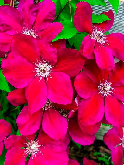 Clematis "Westerplatte" container (C2)