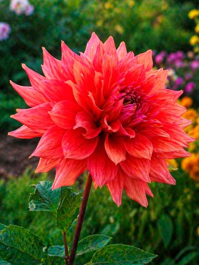 Dahlia "Belle of Barmera"