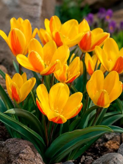 Tulipa heweri