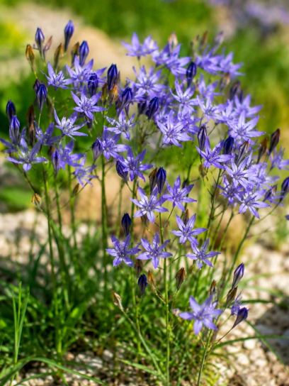 Triteleia laxa "Koningin Fabiola"