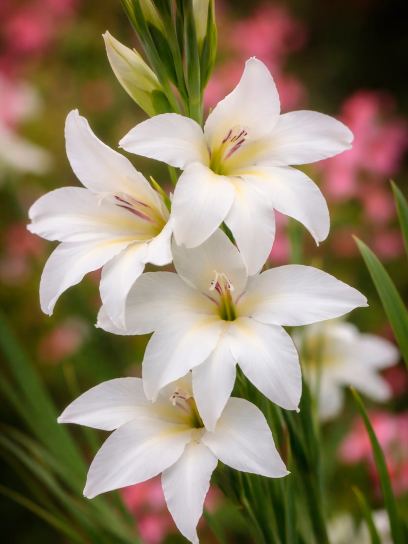 Gladiolus nanus "Summer Bride"