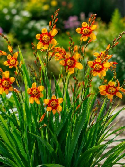 Crocosmia "Emily McKenzie"