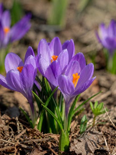 Crocus "Aqua"