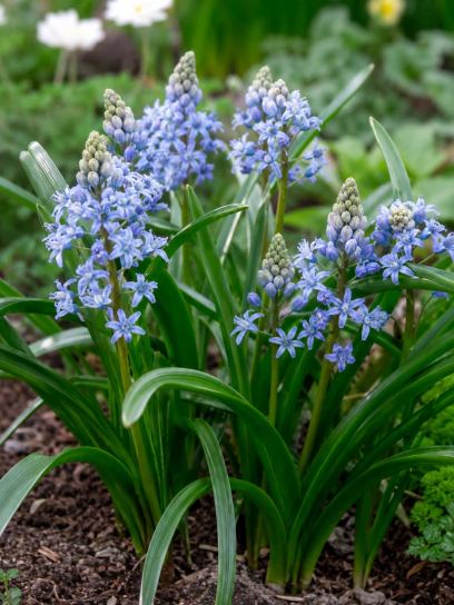 Scilla persica