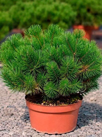 Pinus mugo pumilio contenitore (P19)