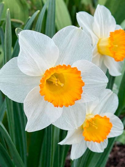 Narcissus "Orange Sunset"