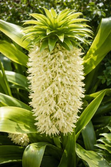 Eucomis autumnalis