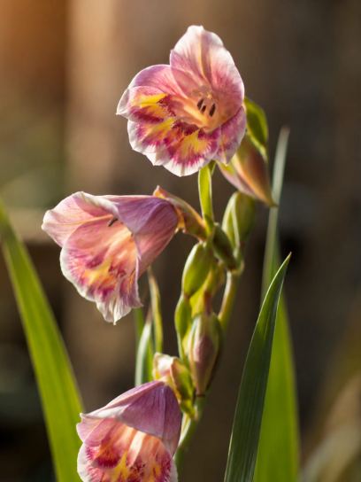 Gladiolus papilio