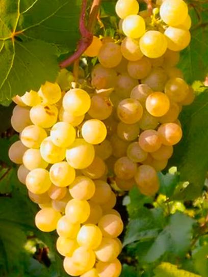 Grape "Bianca" container (C3)