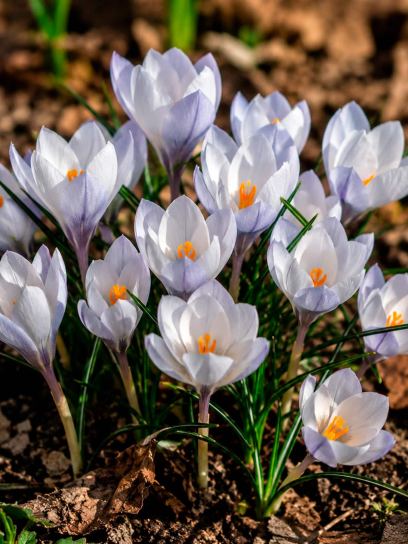 Crocus weldenii "Fairy"