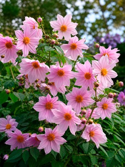 Dahlia imperialis