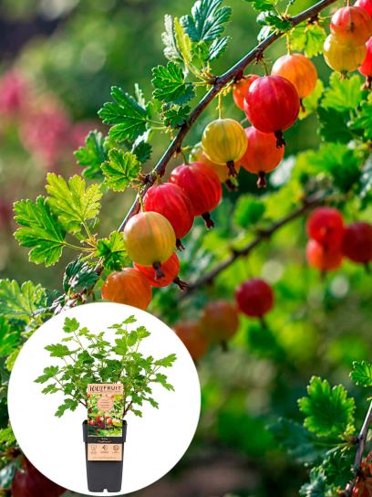 Gooseberry `Captivator` container (P15)