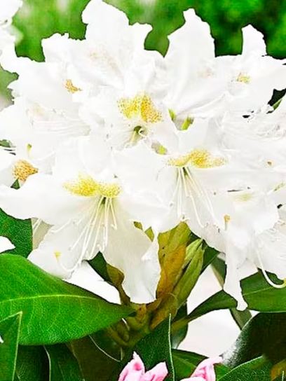 Rhododendron "Cunningham's White" container (C4)