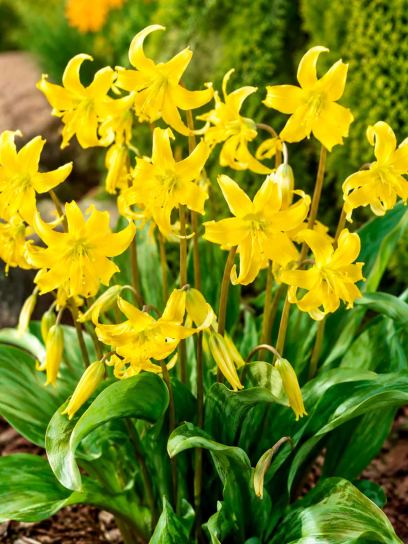 Erythronium "Pagoda"