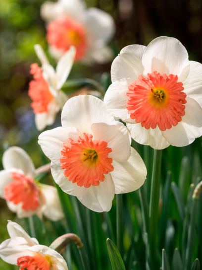 Narcissus "Pink Parasol"