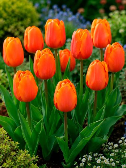 Tulipa "Prins Willem Alexander"