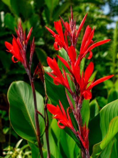 Canna edulis
