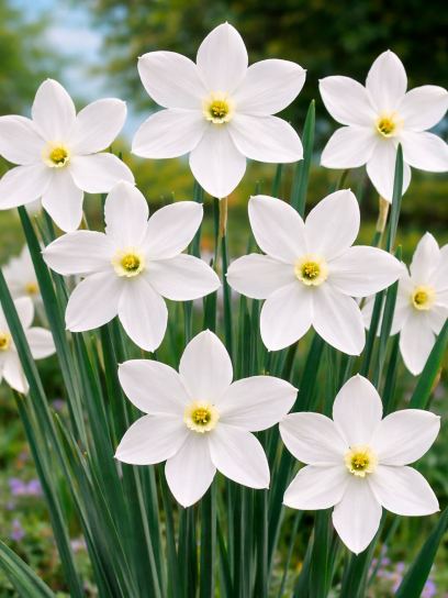 Narcissus "Polar Ice"