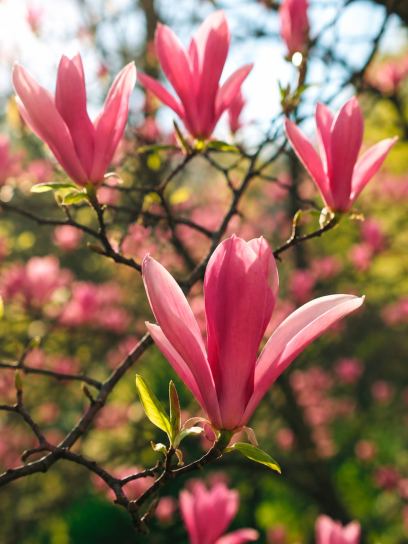 Magnolia liliiflora "Susan" contentor (P23)