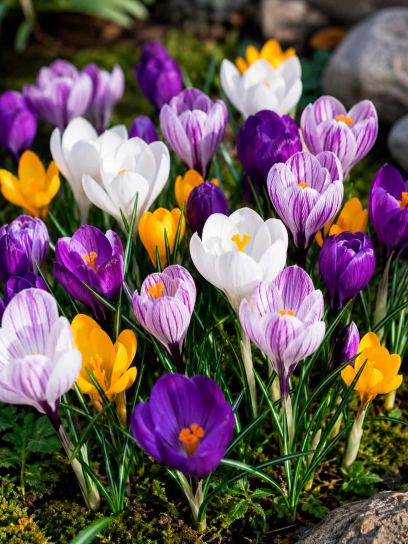 Crocus speciosus mix (herfstbloeiend)