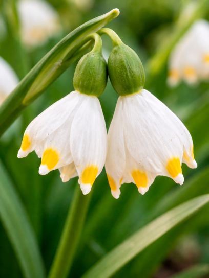 Leucojum vernum