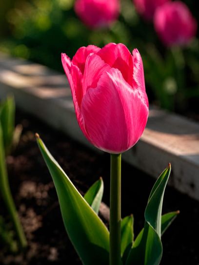 Tulipa "Lady van Eijk"