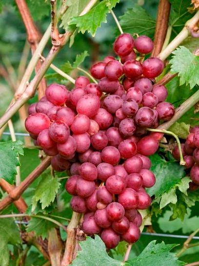Uva "Piroschka" contenedor (C3)