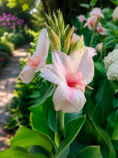 Canna "Fantasy"
