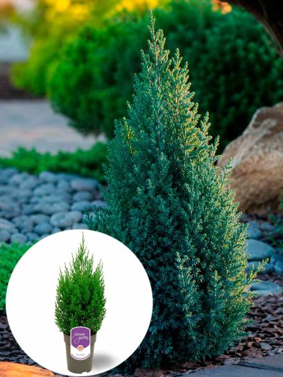 Chinese Juniper 'Stricta' container (P15)