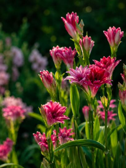 Polianthes tuberosa "Love"