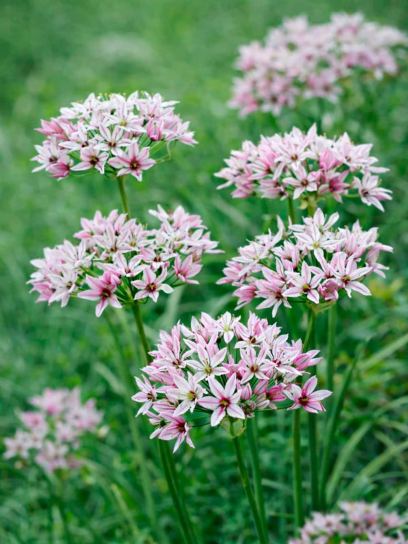 Allium "Cameleon"