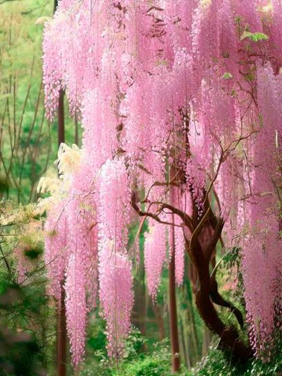 Japanese Wisteria "Pink Ice" ('Honbeni') container (C3)