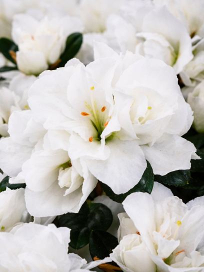 Azalea indica "Finesse White"