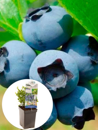 Blueberry "Alvar" container (P18)