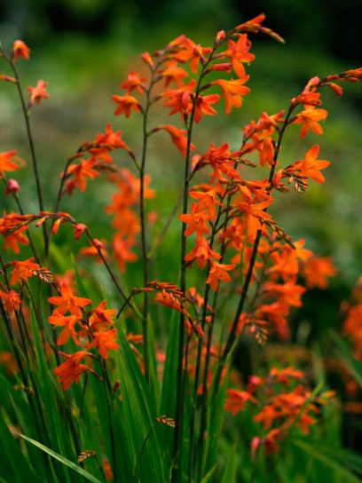 Crocosmia "Lady Ann"