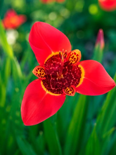 Tigridia pavonia "Speciosa"