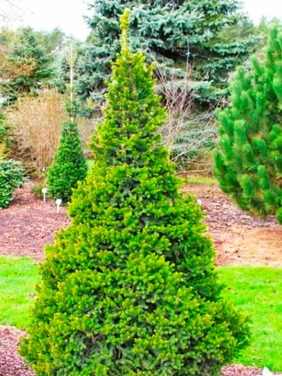 Picea abies 'Will's Zwerg'
