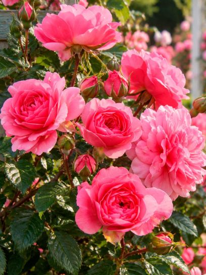 Rose ‘Bonica’