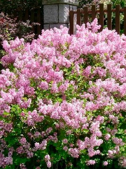 Syringa meyeri "Palibin" container (P19)
