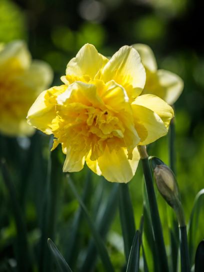 Narcis "Spring Paradijs"