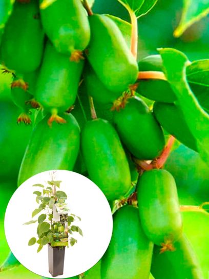 Kiwi Berry "Fresh Jumbo (Femelle)" conteneur (P11)