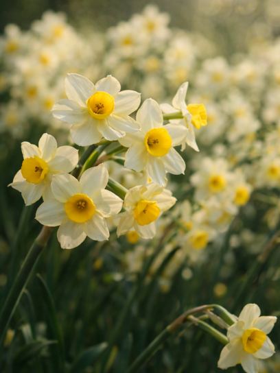 Narcis "Minnow"