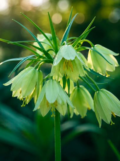 Fritillaria raddeana