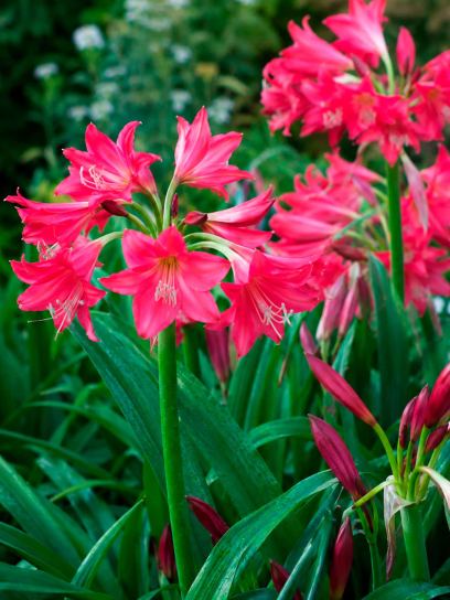 Crinum "Ellen Bosanquet"