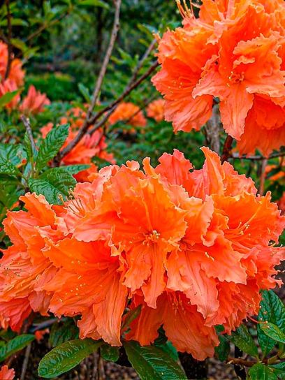 Deciduous Azalea "Mandarin Lights"