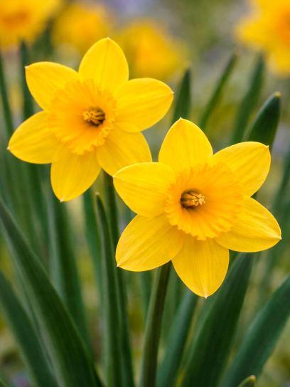 Narcissus "Winter Starlet"