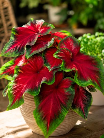 Caladium "Royal Flush"