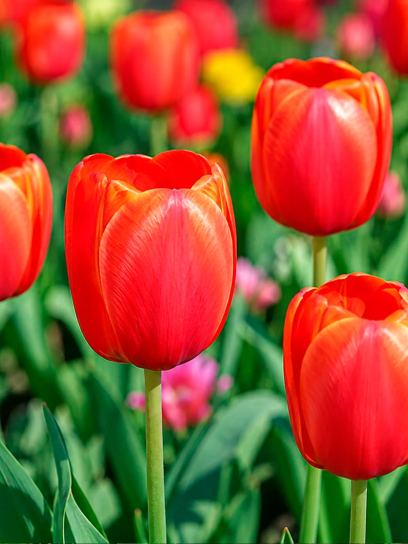 Tulipa "Avignon"